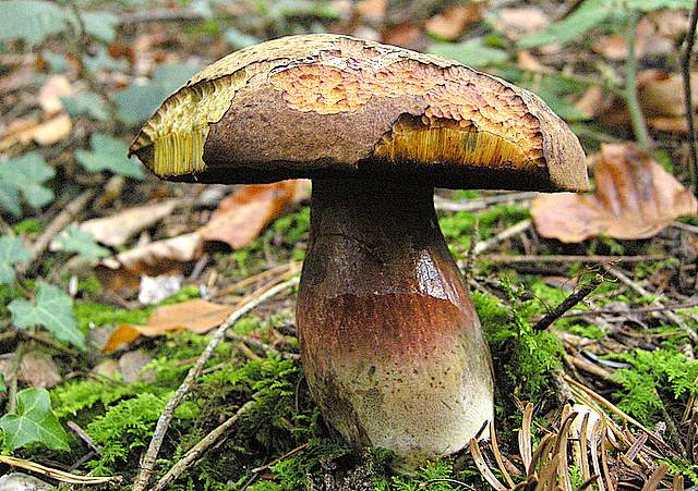 La grande siccita''....ma qui i funghi spuntano lo stesso !